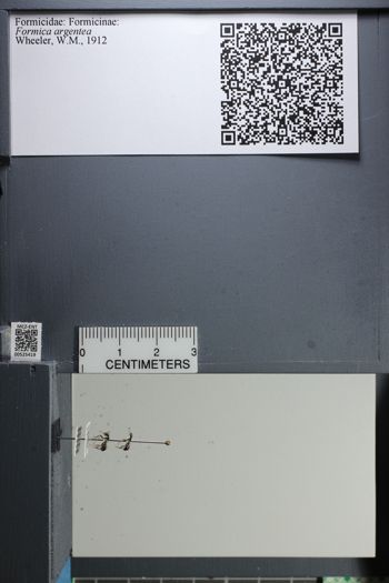 Media type: image;   Entomology 525419